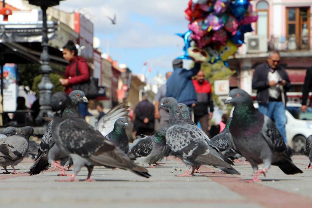 'Katil martı' paniği: Güvercinleri kurabiye gibi yiyorlar! 6
